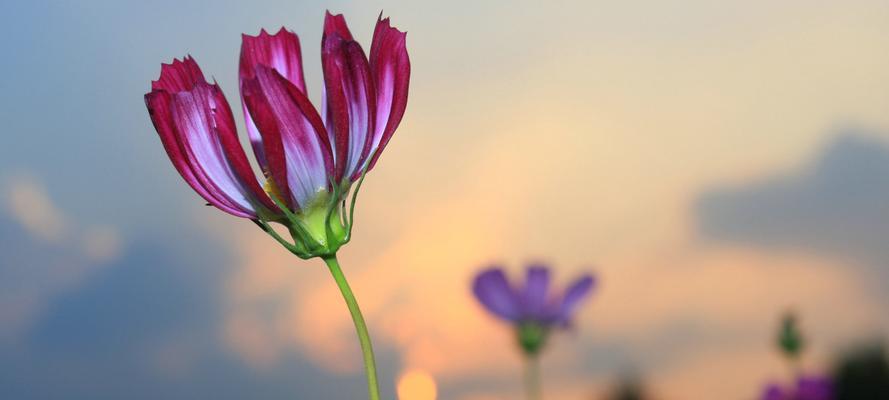 解读花语之美——探秘花的语言与意义（一朵花）