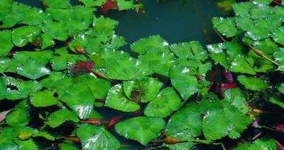 挺水植物的特点与养护方法（解锁挺水植物的奥秘）