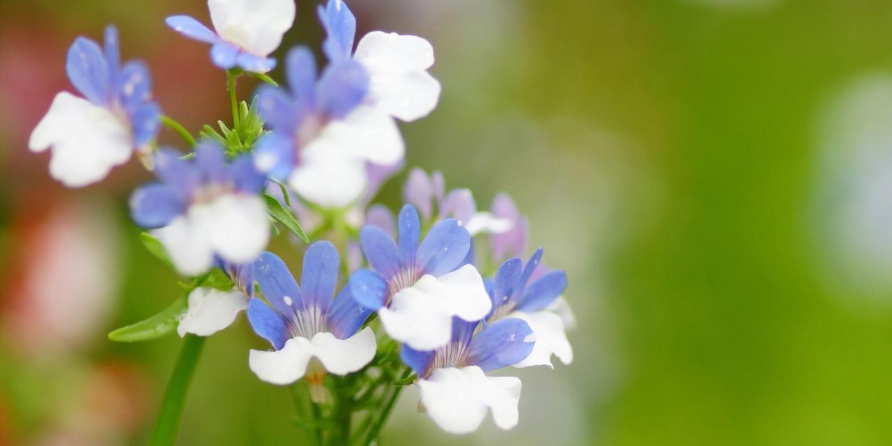 花开花落，花语诉心声（探寻鲜花的花语之美）