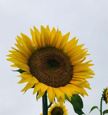 向日葵的花语寓意是什么（探索向日葵的象征意义及文化传统）