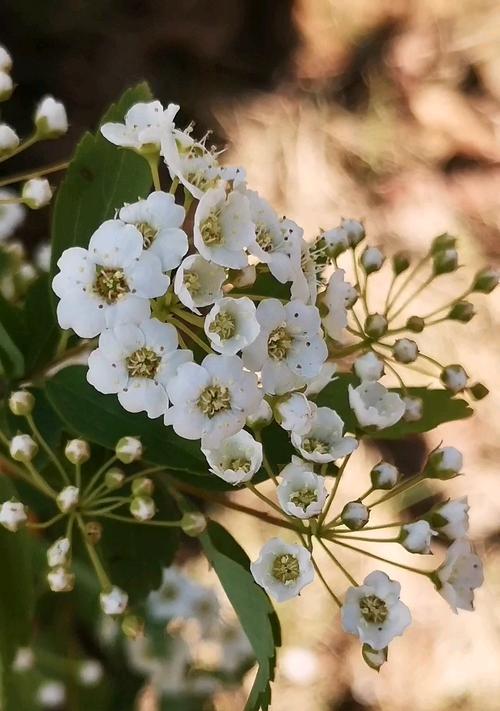 绣线菊花语与寓意——美丽的蓝色之花（绣线菊的花语）