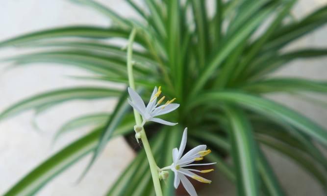 银边吊兰花语解读（探寻银边吊兰的花语）