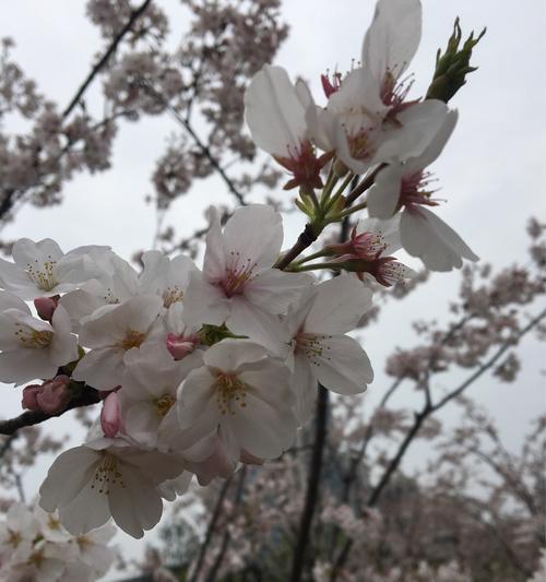 樱花诗的花语（樱花诗的花语揭示了人们对美丽）