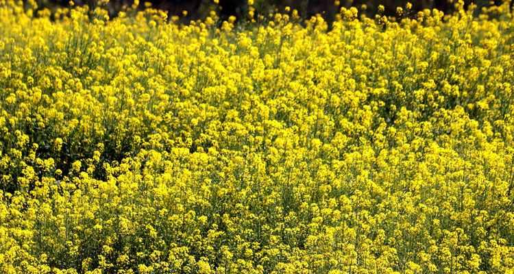 油菜花（油菜花花语及其传承）