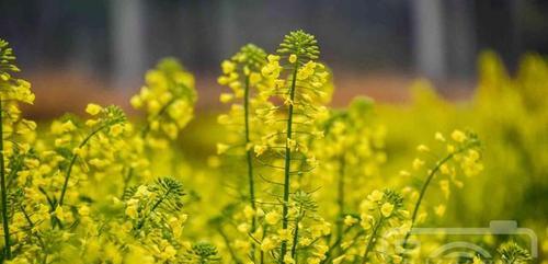 油菜花（油菜花花语及其传承）