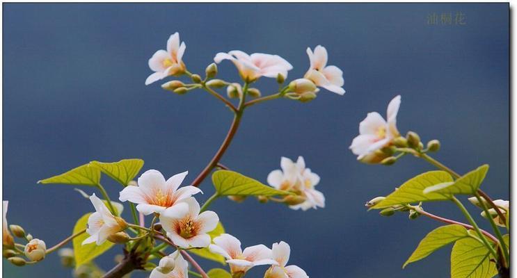 油桐花的花语与意义（探寻油桐花的花语背后的美好寓意）