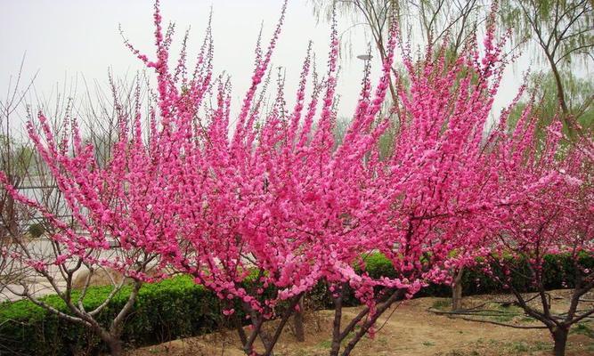 以榆叶梅的花语为主题的文章——寄托希望与思念（榆叶梅花语的深刻内涵与文化传承）