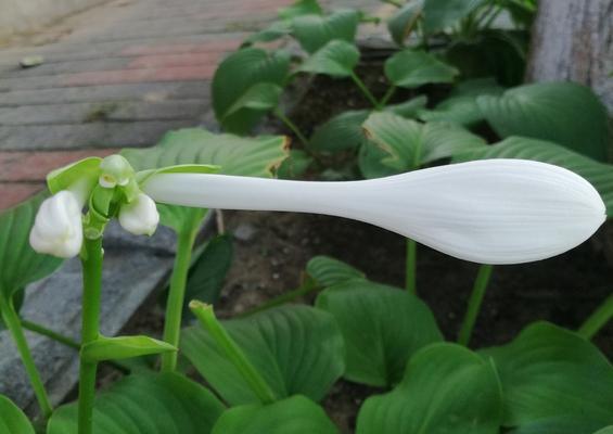 玉簪花（解读玉簪花的花语）