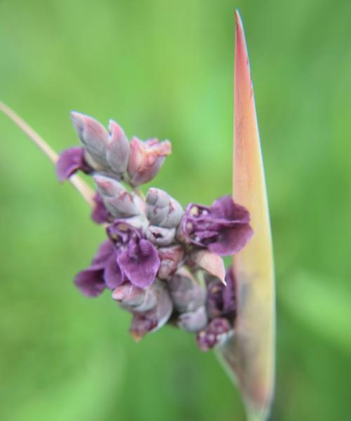 再力花的花语解析——传达爱与美的代表（再力花的花语）