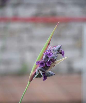 再力花的花语解析——传达爱与美的代表（再力花的花语）