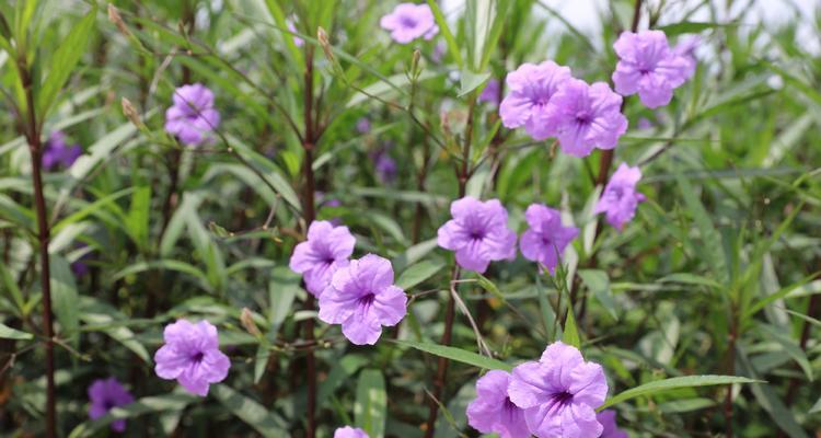 紫花翠芦莉——秘密花园的浪漫使者（揭开紫花翠芦莉的神秘面纱）