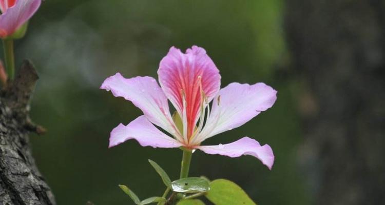 紫荆花的花语——寓意美丽与希望的使者（紫荆花）