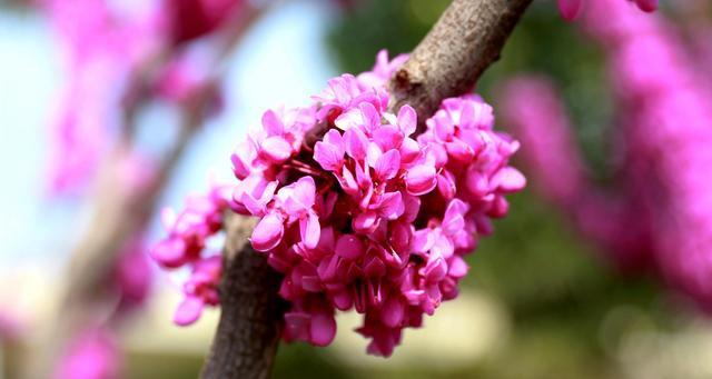 紫荆花的花语——寓意美丽与希望的使者（紫荆花）