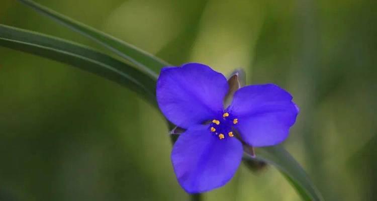 紫露草——花开馨香的希望（紫露草的花语和寓意）