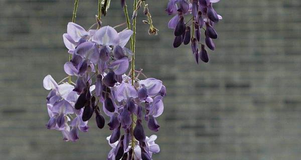 紫藤的花语——浪漫与祝福（仲夏紫藤）