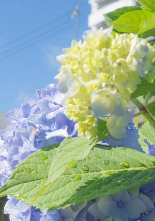 花的花语及其象征意义（揭示花的深层含义）