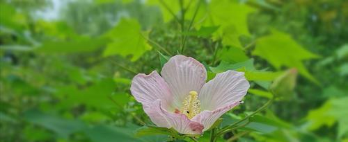 芙蓉之恋——以芙蓉的花语为主题的文章（探寻芙蓉之恋的深层含义）