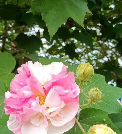 芙蓉花的花语之美（探寻芙蓉花背后的情感之花）