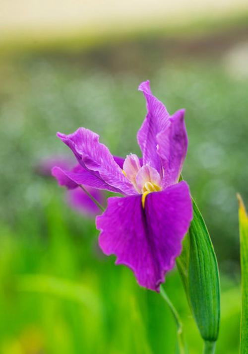 鸢尾花语之美——花开绚烂，寓意丰富（探寻鸢尾花的意义和象征）