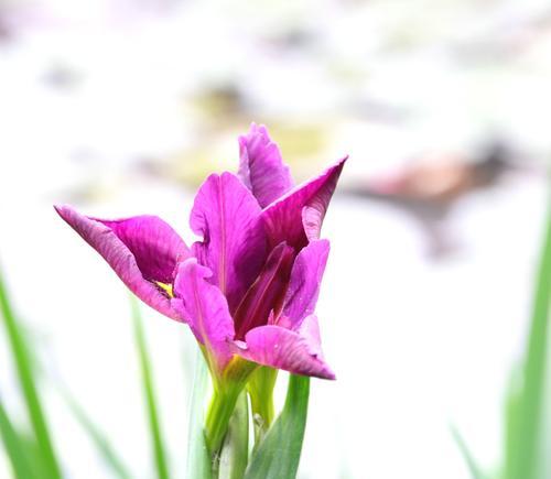 鸢尾花语之美——花开绚烂，寓意丰富（探寻鸢尾花的意义和象征）