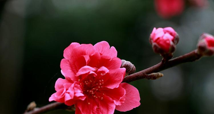 桃花传说与花语的神奇之旅（桃花的美丽传说与寓意）