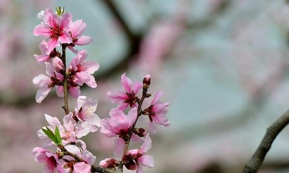 桃花花语与代表意义——桃花如诗般的韵律（桃花花语传递的美丽祝福与情感）