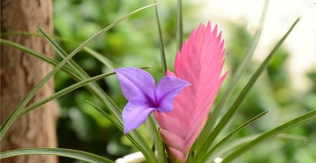 铁兰花语探秘（透过铁兰花的花语探索人们对坚持）