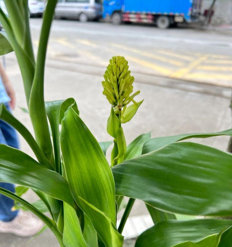 万年青开花的象征意义（揭示万年青开花的吉祥寓意与传说）