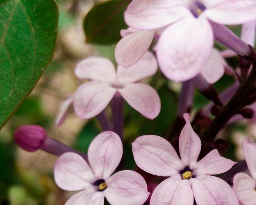 五瓣丁香的花语（花开如五瓣）