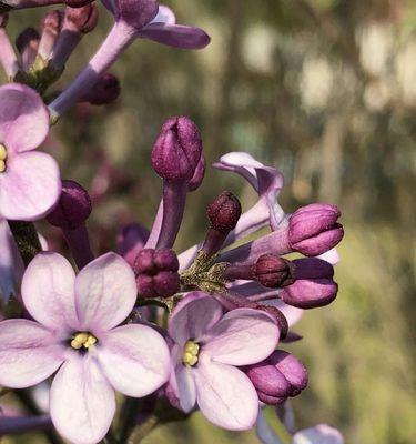 五瓣丁香的花语（花开如五瓣）