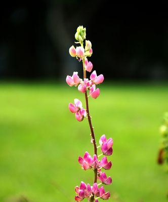 夏日花开，清新如画（一起走进夏天的花海）