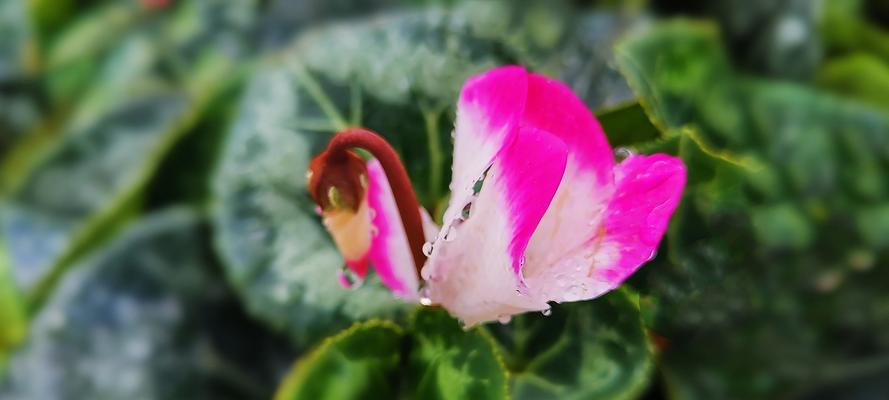 以仙客来的花语及含义（探秘花朵背后的深意）