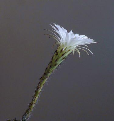 仙人球开花的神秘预示（探寻仙人球开花的深层寓意）