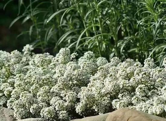 香雪球的花语及作用（探寻香雪球背后的花语与神奇力量）