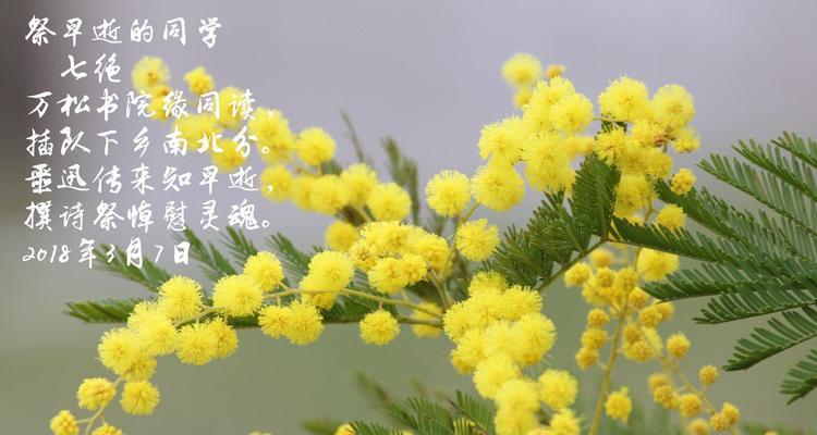 除虫菊的种植技巧与注意事项（掌握最佳播种时间）