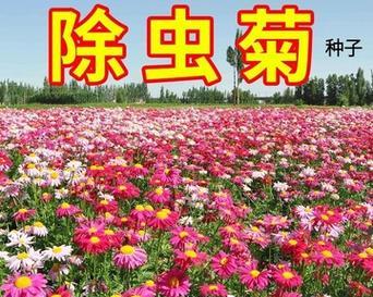 如何种植除虫菊种子（养护技巧）