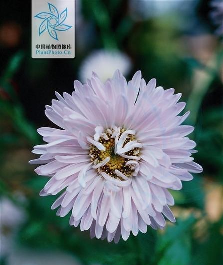 小雏菊的花语与含义（揭开小雏菊那优美花语的面纱）