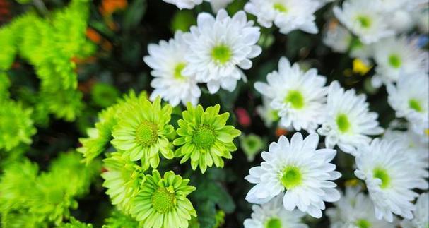 摩洛哥雏菊，一种多年生的美丽花卉（探究摩洛哥雏菊的生长习性及栽培技巧）