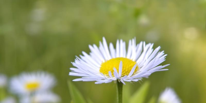 了解什么是雏菊及其生长特点（探究雏菊的种类）