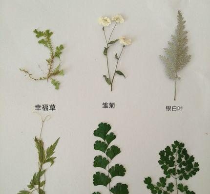 小雏菊修剪全攻略（打造精致小巧的花坛）