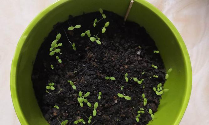 小雏菊种子的种植方法（打造自己的小花园）