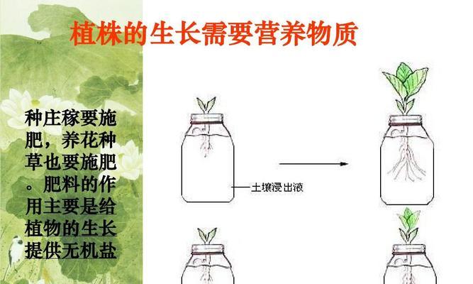 小雏菊种子的种植方法（打造自己的小花园）