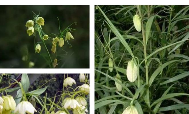 川贝母种植条件与适宜种植地点（地理）