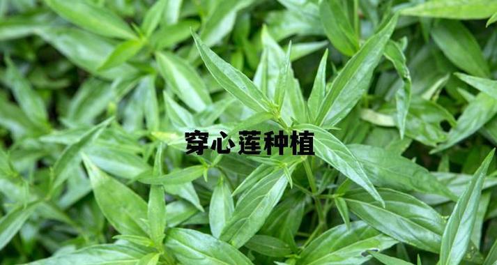 穿心莲的种植技巧（掌握适宜的月份）