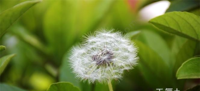 探秘传播种子的植物世界（从自然到人工）