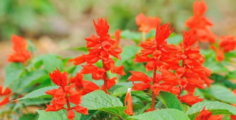 串红的种植与养护详解（适合在春季和秋季种植）