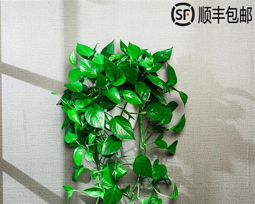 探秘垂吊植物世界（从生长习性到繁殖方式）