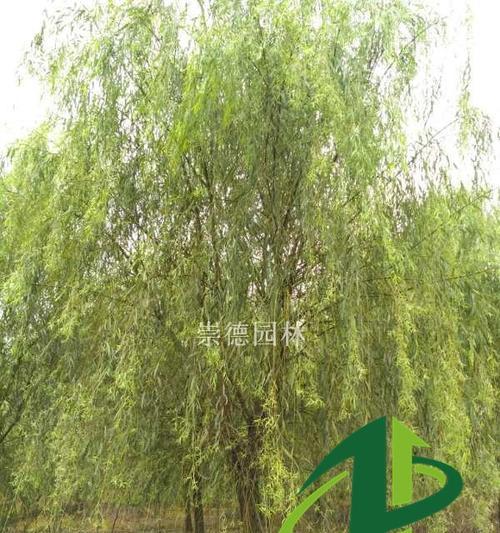 垂柳不是水生植物（探究垂柳的生长环境与特点）