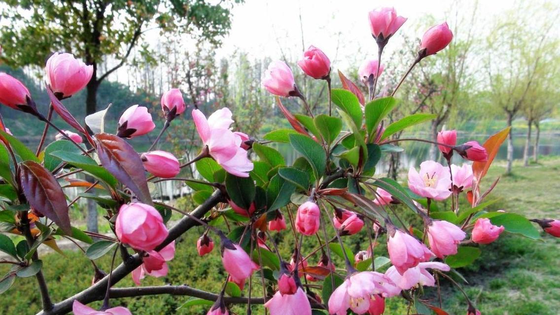 垂丝海棠的正确剪枝时间（如何合适地进行剪枝以促进植株健康生长）