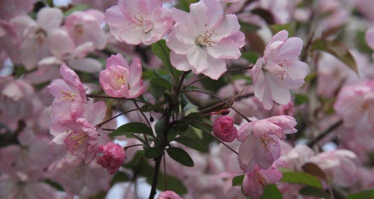 垂丝海棠开花时间及花期详解（垂丝海棠花期在几月份）